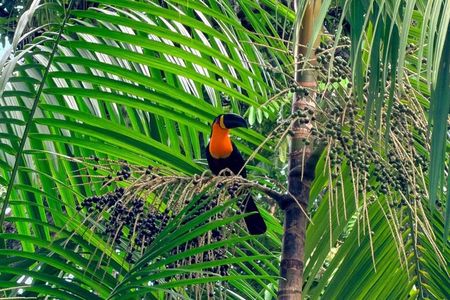 Tijuca Forest Tour: Waterfalls and Cave