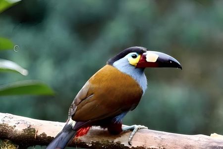 2 Days Private Tour to Mindo with Adventures and Birdwatching