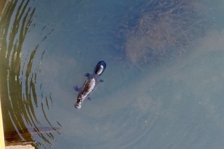 Airlie Beach: Eungella Wild Platypus Encounter Eco Tour