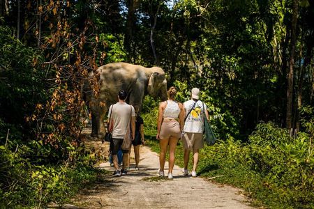 Patong Small-Group Elephant Forest Walk and Keeper Stories