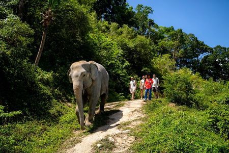 Patong Small-Group Elephant Forest Walk and Keeper Stories