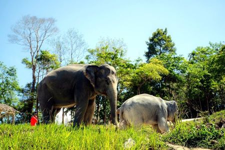 Phuket Elephant Learning and Tree Planting Experience