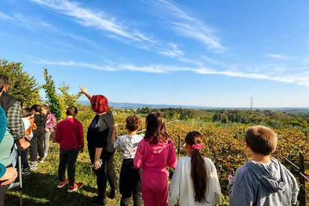 Lake Garda Olive Oil Tour & Tasting with Panoramic Views