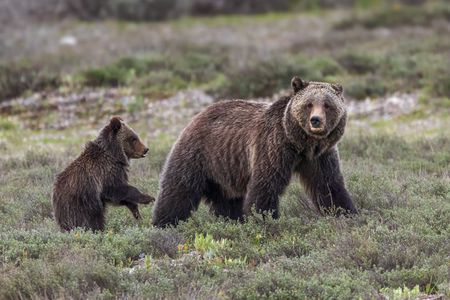 Private Full Day Wildlife Safari in Grand Teton National Park