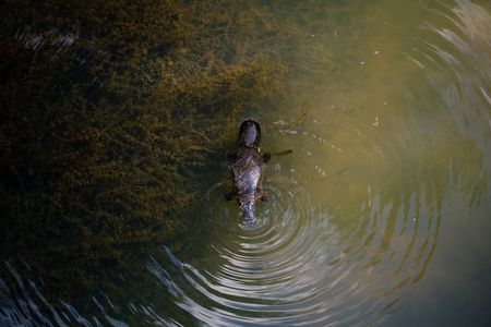 Airlie Beach: Eungella Wild Platypus Encounter Eco Tour