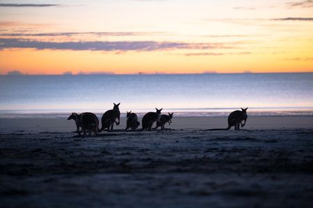 Ultimate Whitsundays Wildlife Experience: Platypus & Kangaroos