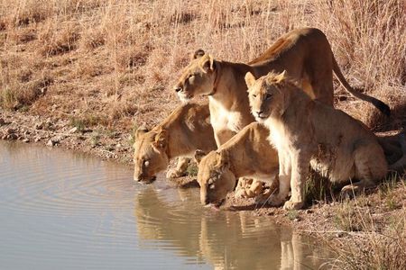 From Zanzibar: 2-Day Selous Safari with Flights & Lodge Stay