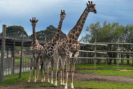 Cheetah Outreach Giraffe Encounter with Crocodile Private Tour