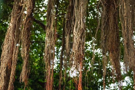 History Nature and Culture of Key West Walking Tour