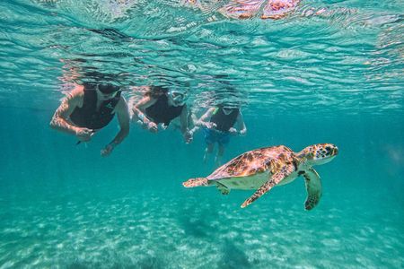 Turtle Snorkeling in Akumal: An Authentic Local Experience