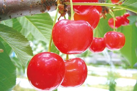 Seasonal Mt. Fuji Scenic Views, Fruit Picking and Ropeway Ride