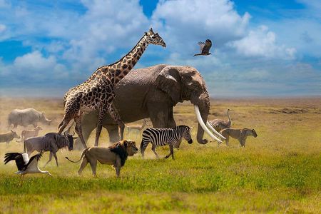 6 Day Big Five Tanzania Safari