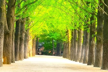 Private Hotel pickup Nami Island Rail Bike Garden of Morning Calm