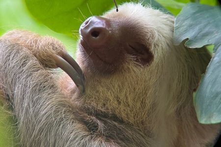 Guided Tour in Manuel Antonio National Park Without Ticket
