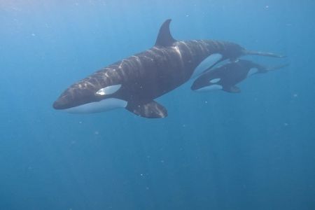 Ocean Safari in La Ventana, Mexico