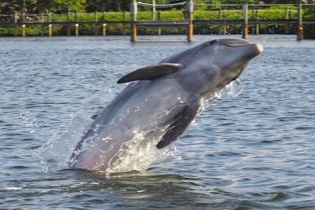 2 Hr Guaranteed Dolphin, Melbourne, ,Cocoa Beach.1030 am