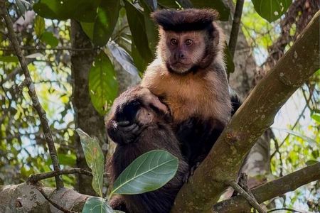 Tijuca Forest : Waterfalls, Cave and Wildlife