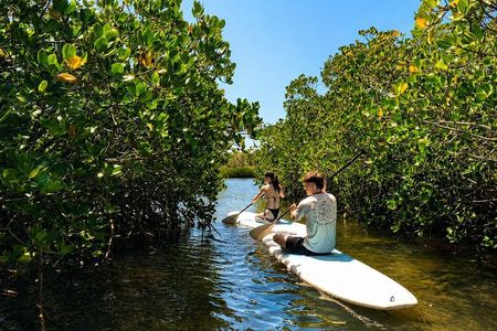 Noosa: Epic Stand Up Paddle Stingray & Mangrove Tunnel Tour