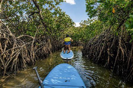 Noosa: Epic Stand Up Paddle Stingray & Mangrove Tunnel Tour