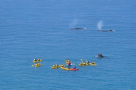 Noosa: Epic Whale Watching On Ocean Kayaks & Beach 4X4 Tour