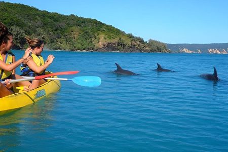 Epic Kayak With Dolphins & Wildlife - 4WD Beach Adventure Noosa