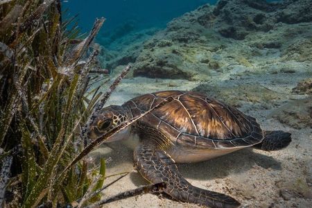 Green Bay Turtle Dive Experience in Protaras