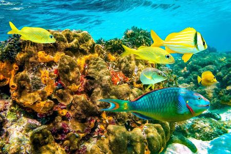Discover Scuba Diving in Montego Bay-ONE Tank (First time Diving)