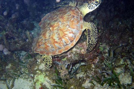 Discover Scuba Diving in Montego Bay-TWO Tank (First time Diving)
