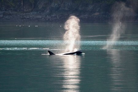 Whale Watching from Friday Harbor