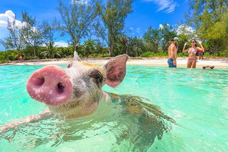 Nassau: Pearl Island Swimming Pigs Express Meet and Feed the Pigs