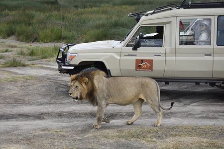 2 Days Tarangire and Ngorongoro Group Camping Adventure