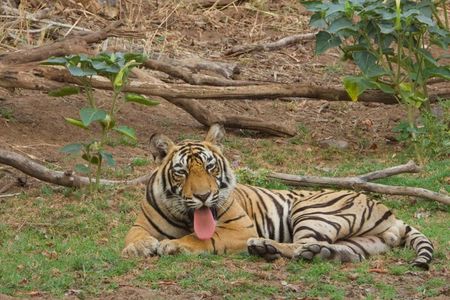 Golden Triangle Tour With Tiger Safari at Ranthambore 7 days