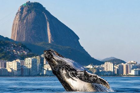 Tijuca Islands Snorkeling & Whale Watching Boat Tour from Rio