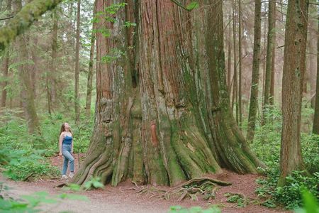 Ancient Trees of Vancouver Walking Tour