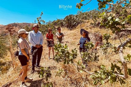 tour with tasting in the Bronte pistachio plantations