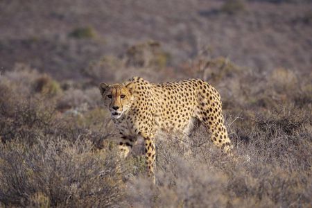 Sanbona Wildlife Reserve return private transfers from Cape Town