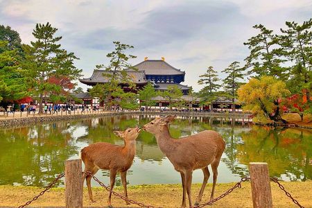 Nara Day Tour: Todai-ji, Kasuga Taisha & Sacred Deer Walk