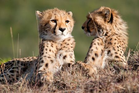 Maasai Mara Day Tour From Nairobi