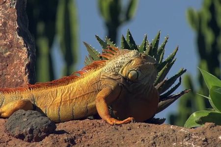 Agadir Crocoparc Tickets and Souk El Had Visit & Hotels Pickup