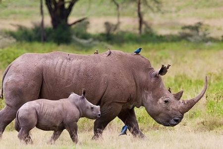 Lake Nakuru National Park:Day Trip from Nairobi