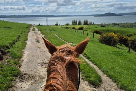 30 minute horse trek with views over Lake Rotorua