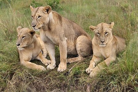 Nairobi National Park Safari- Big 4 Adventure Just Minutes Away