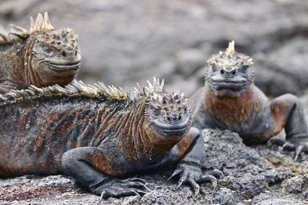 10 Day Galapagos Island Hopping - Full Galapagos Explorer