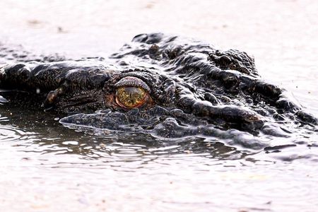 Jumping Crocodiles + Wetlands Half-Day