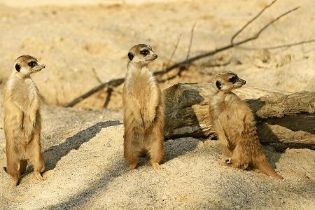 3 Days Fly In and Out For a Luxurious Serengeti Adventure