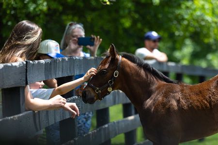 Kentucky Horse Farm Nursery Tour at Pin Oak Stud