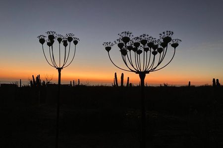 Desert Art Tour in Todos Santos