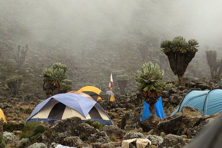 8 Day Mountain Kilimanjaro Climb via Lemosho Route