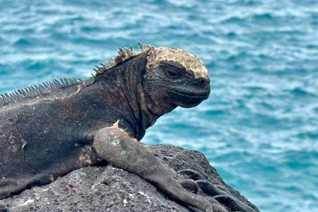 Galapagos Island Hopping Tour 3 Islands in 7 Days