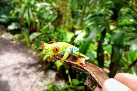 Rainforest Exploration - Night or Day Tour at Tapir Home Bijagua